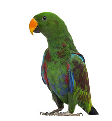 Male Hybrid Eclectus parrot (7 months old) isolated on white