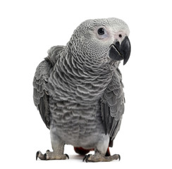 African Grey Parrot (3 months old) isolated on white