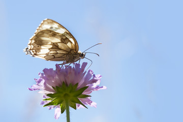 butterfly fly in morning nature