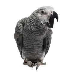 African Grey Parrot (3 months old) isolated on white