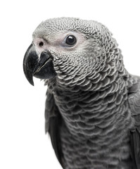 Close-up of a African Grey Parrot (3 months old) isolated on whi