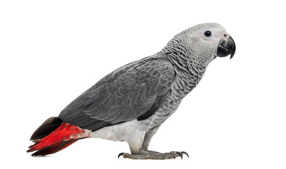African Grey Parrot (3 months old) isolated on white