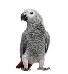 Fototapeta premium African Grey Parrot (3 months old) isolated on white