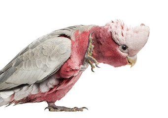 Naklejka premium Rose-breasted Cockatoo (2 years old) isolated on white