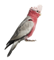 Rose-breasted Cockatoo (2 years old) isolated on white © Eric Isselée