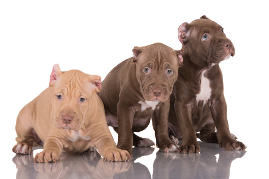 three american pit bull terrier puppies with cropped ears