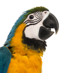 Close-up of a Blue-and-yellow Macaw (14 weeks old) isloated on w