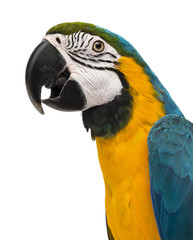 Close-up of a Blue-and-yellow Macaw (14 weeks old) isloated on w