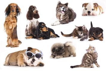 group of dogs and Cat,  set