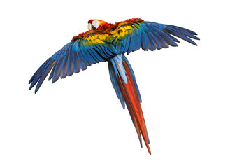 Scarlet Macaw flying (4 years old), isolated on white