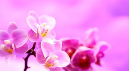 Fototapeta na wymiar Mini Orchideen