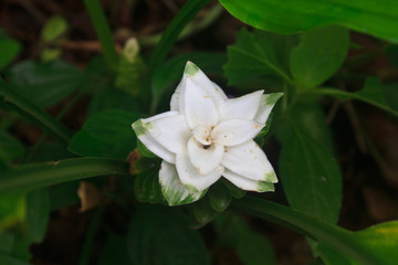 Obraz na płótnie Canvas White Siam Tulip flower