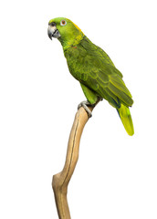 Yellow-naped parrot (6 years old) perched on a branch, isolated