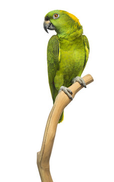 Yellow-naped parrot (6 years old) perched on a branch, isolated
