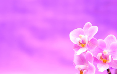 Fototapeta na wymiar Lila Hintergrund mit Orchideen