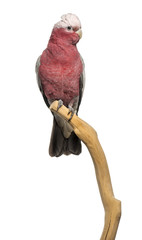 Rose-breasted Cockatoo (2 years old) perched on a branch