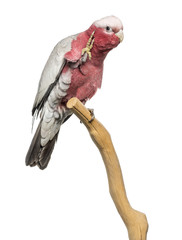 Rose-breasted Cockatoo (2 years old) perched on a branch