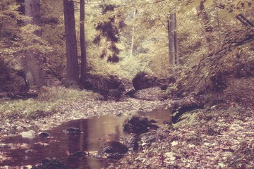 Autumn stream in the forest in sunny day vintage style