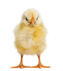 Obraz premium Chick 2 days old