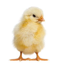 Chick 2 days old, isolated on white
