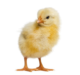 Chick 2 days old, isolated on white
