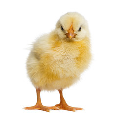 Obraz premium Chick 2 days old, isolated on white