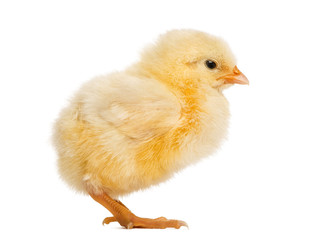 Chick 2 days old, isolated on white