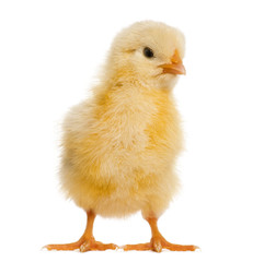 Chick 8 days old, isolated on white