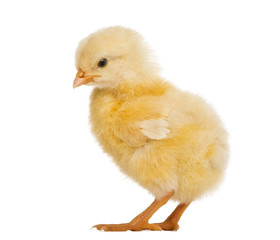 Chick 8 days old, isolated on white