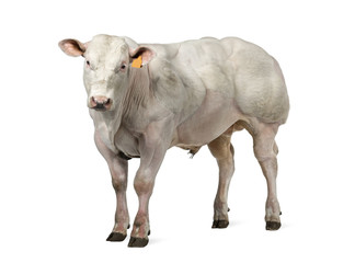 Belgian blue bull (8 months old) isolated on white