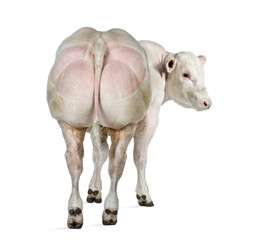 Belgian blue bull (8 months old) isolated on white