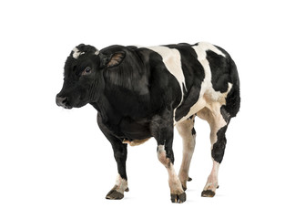 Belgian blue bull (16 months old),  isolated on white