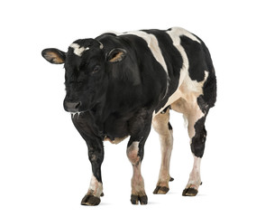 Belgian blue bull (16 months old),  isolated on white
