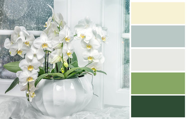 Background with white orchid   with complimentary swatches.