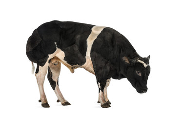 Obraz premium Belgian blue bull (16 months old), isolated on white