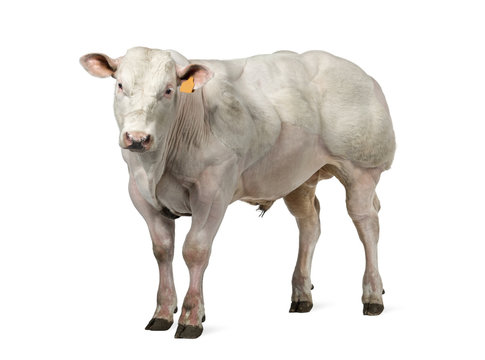 Belgian blue bull (8 months old) isolated on white