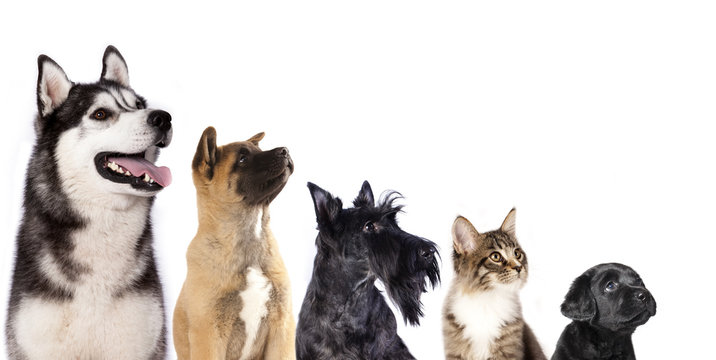 Fototapeta Cat and dog, group of dogs and kitten  looking up