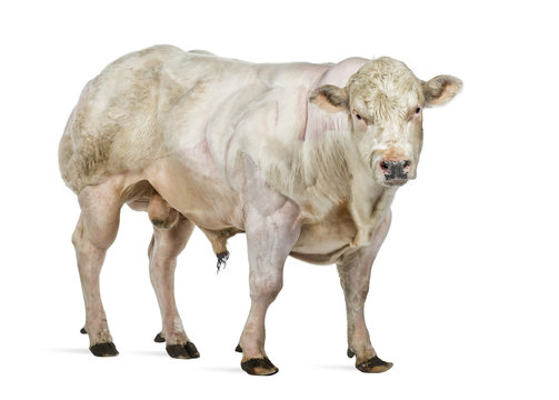 Belgian blue bull (8 months old) isolated on white