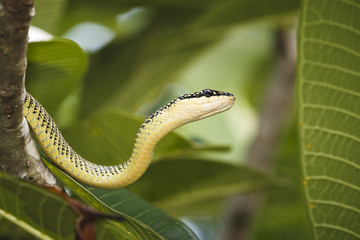 green snake
