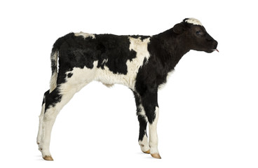 Belgian blue calf isolated on white