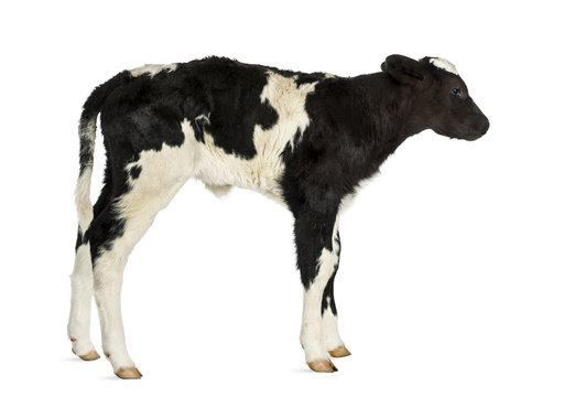 Belgian blue calf