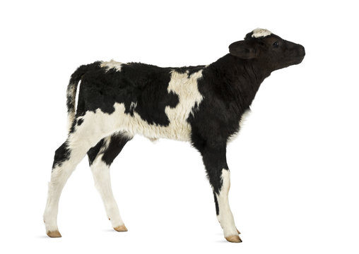 Belgian blue calf isolated on white