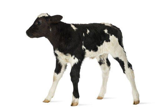 Belgian blue calf isolated on white