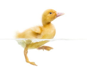 Duckling (7 days old) swimming, isolated on white