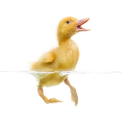 Duckling (7 days old) swimming and quacking, isolated on white