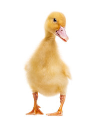Fototapeta premium Duckling (7 days old) isolated on white