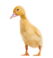 Duckling (7 days old) isolated on white