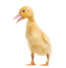Duckling (7 days old) quacking, isolated on white