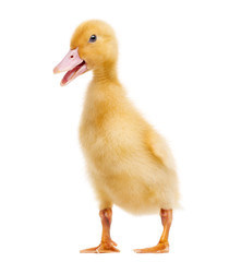 Duckling (7 days old) quacking, isolated on white