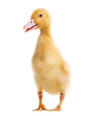 Duckling (7 days old) isolated on white